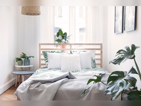 Bild von Luftreinigende Pflanzen für Schlafzimmer